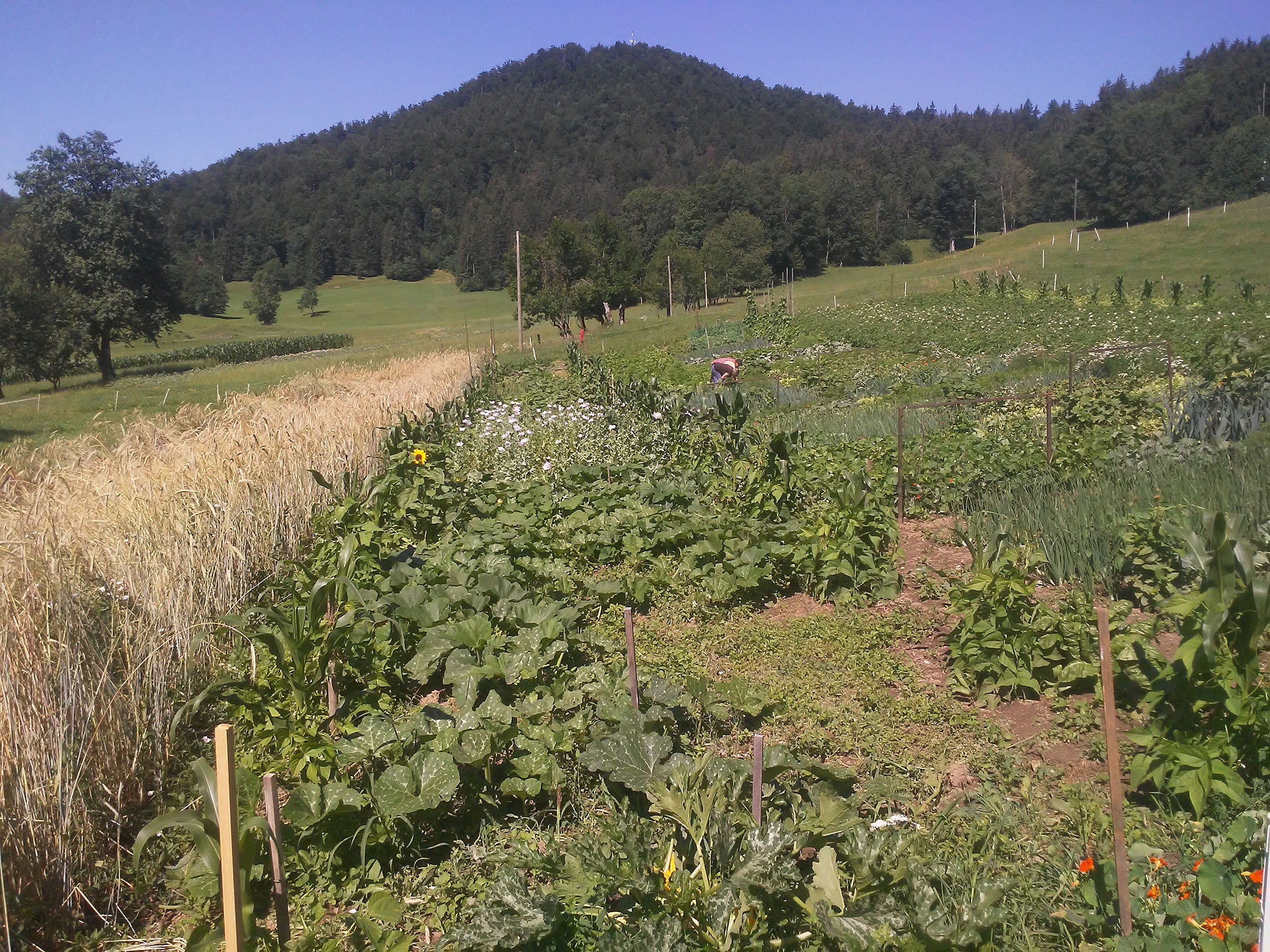 gallery/zelenjavni_vrt_2023/20230715_104732.jpg